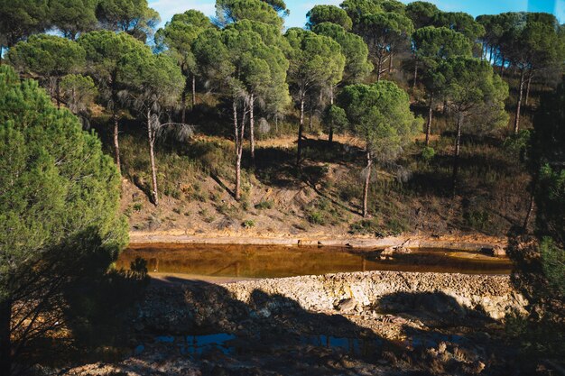 Rio pequeno na floresta