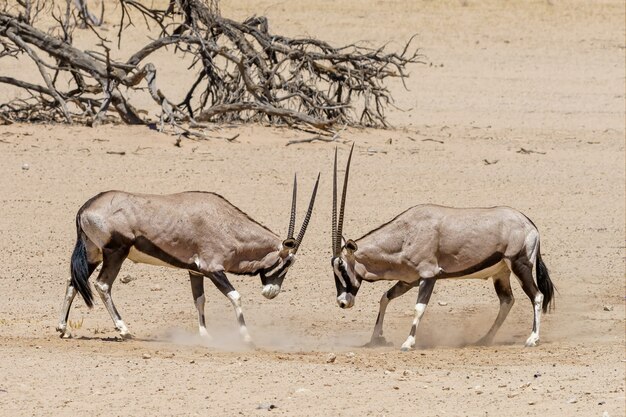 Órix lutando no deserto de Kalahari, Namíbia