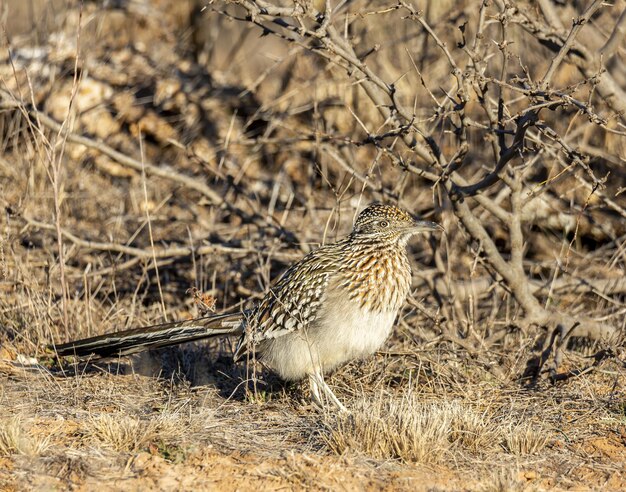 Roadrunner maior sob o sol da manhã