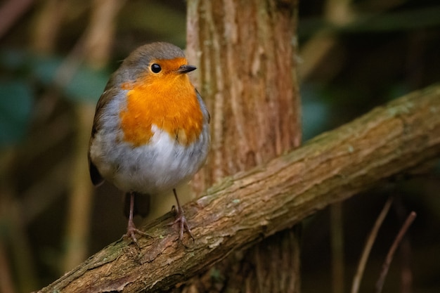 Robin europeu sentado em um galho de árvore em uma floresta