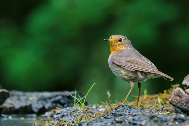 Robin vermelho na natureza