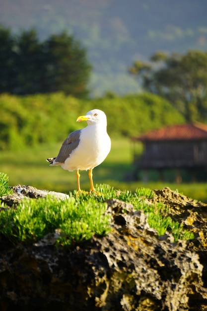Rocha com nidificação de gaivotas perto de uma praia na Espanha