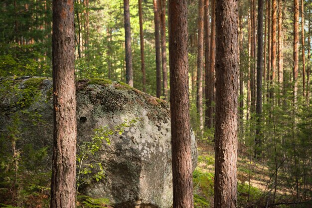 Rocha de granito na ideia de floresta de pinheiros para recreação ao ar livre de banho de floresta de fundo ou protetor de tela