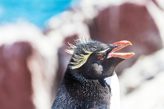 Rockhopper