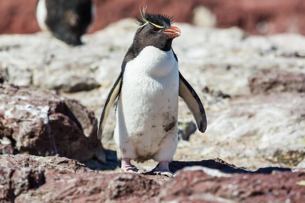 Foto grátis rockhopper