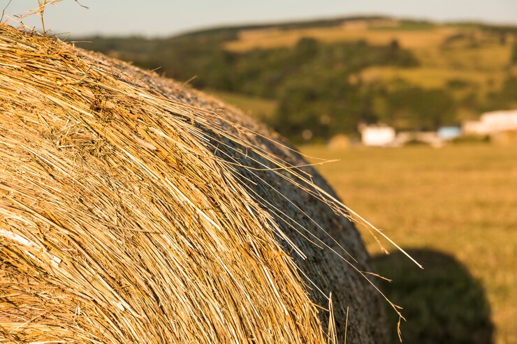 Foto grátis rolo de close-up de fenos no campo