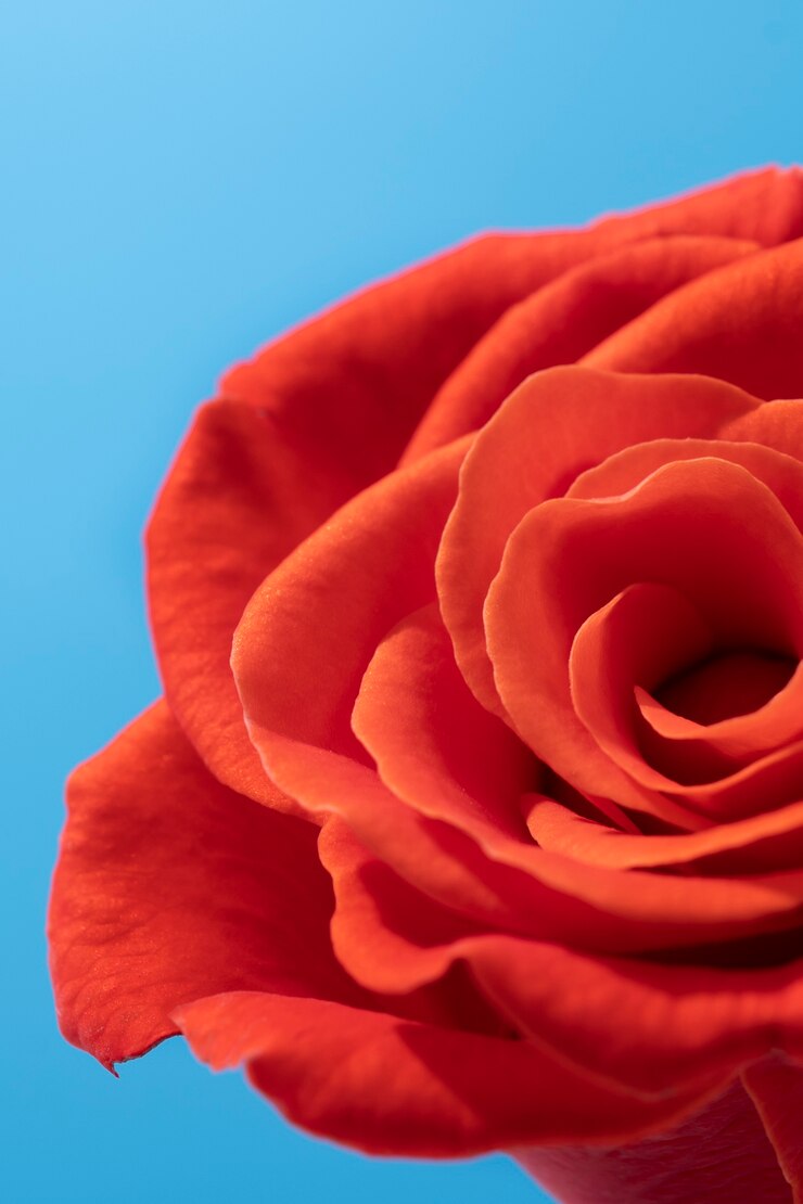 Foto grátis rosa flor no céu