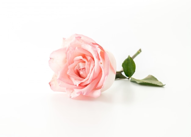 Rosa rosa e branco