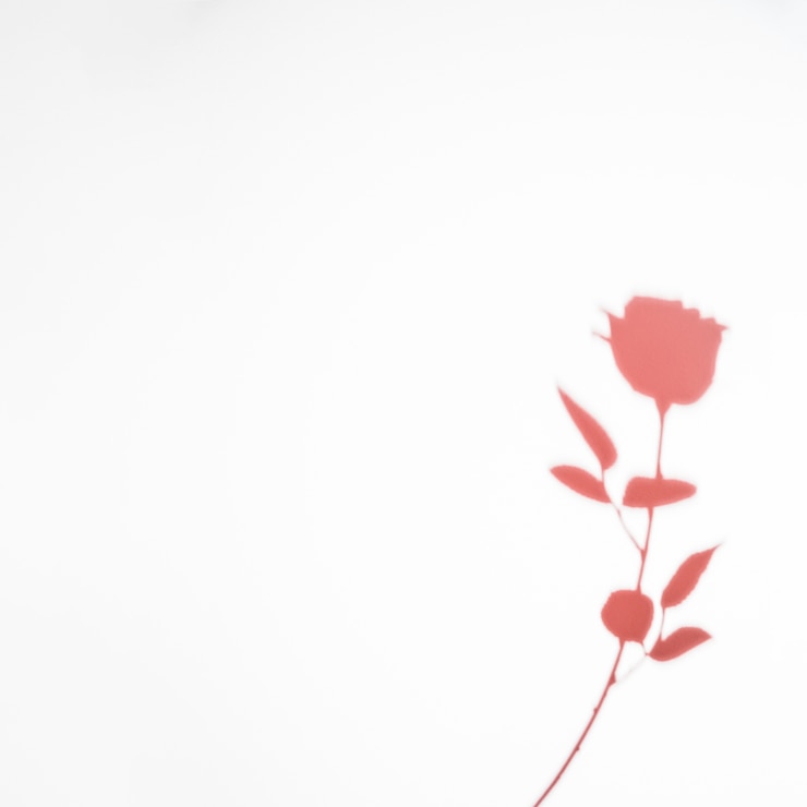 Foto grátis rosa rosa sombra isolada no fundo branco