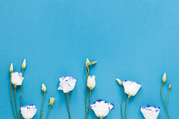 Rosas brancas sobre fundo azul, com espaço de cópia