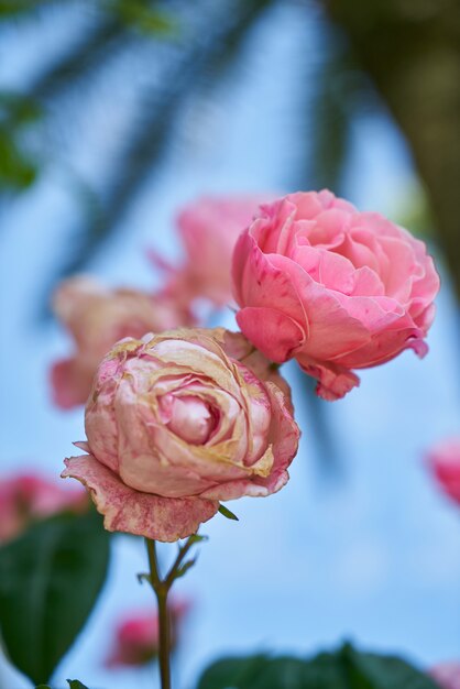 Rosas com o fundo desfocado