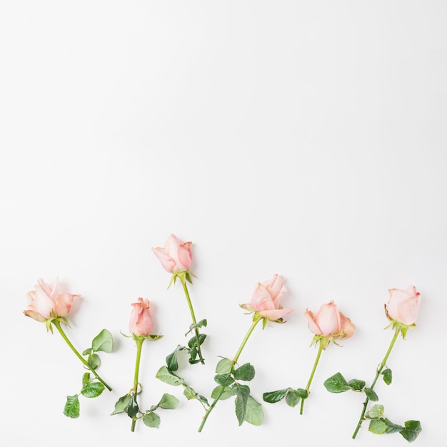 Foto grátis rosas cor de rosa em fundo branco