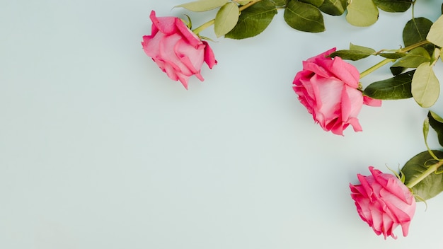 Foto grátis rosas cor de rosa naturais com espaço de cópia