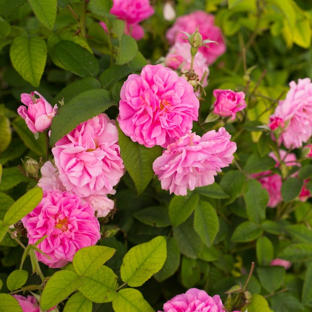 Rosas cor de rosa.