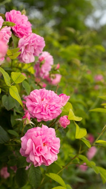 Rosas cor de rosa.