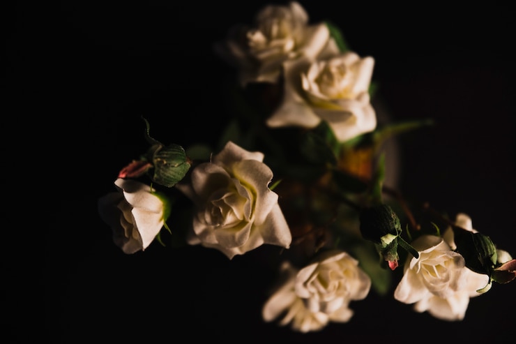 Foto grátis rosas delicadas em pote