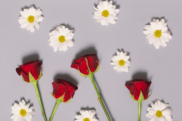 Foto grátis rosas e camomilas em fundo cinza