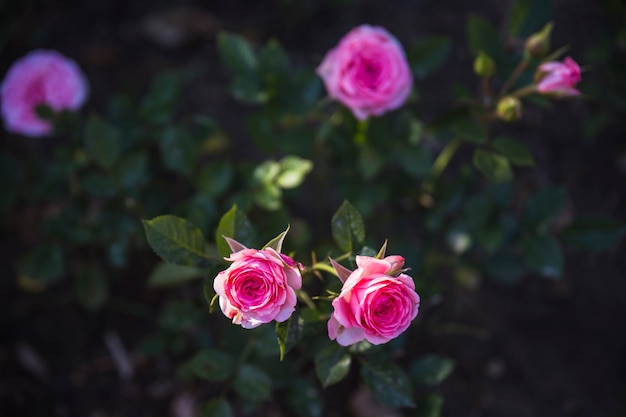 Rosas pequenas no mato