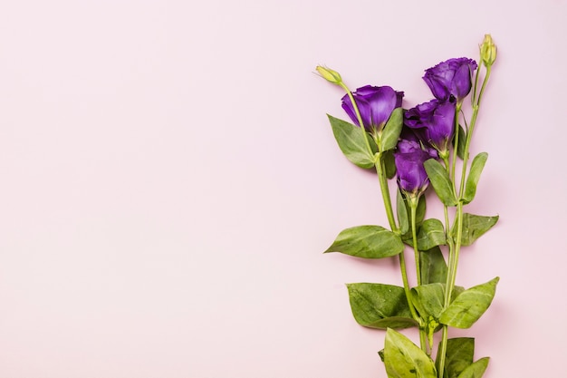 Foto grátis rosas roxas no pano de fundo rosa