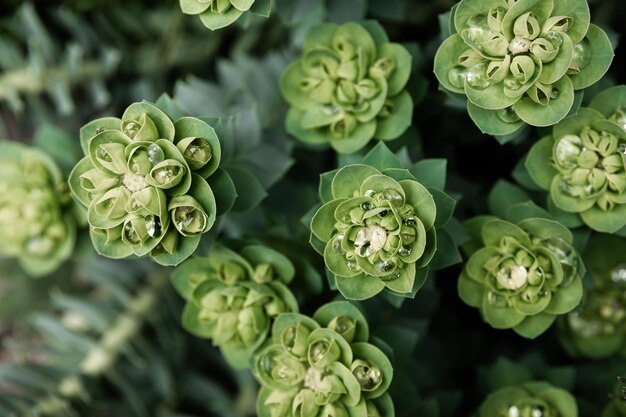 Rosetta stonecrop ou Sedum rosetta Closeup foto de suas pequenas folhas verdes