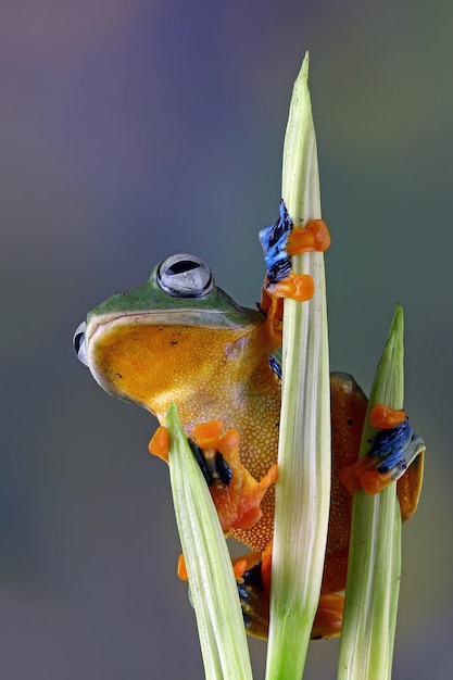 Foto grátis rosto aproximado de sapo voador no ramo imagem aproximada de sapo de árvore javan