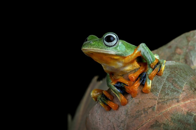 Rosto aproximado de sapo voador no ramo Imagem aproximada de sapo de árvore Javan