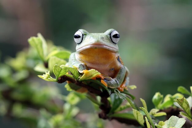 Rosto aproximado de sapo voador no ramo Imagem aproximada de sapo javanês rhacophorus reinwartii em folhas verdes