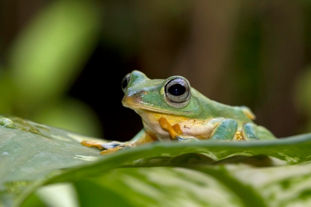 Rosto aproximado de sapo voador no ramo Imagem aproximada de sapo javanês rhacophorus reinwartii em folhas verdes