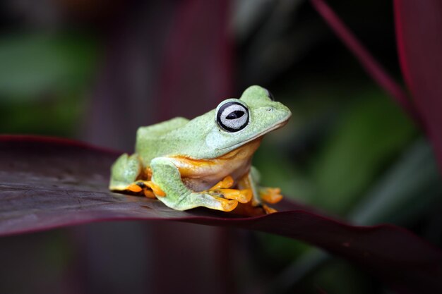 Rosto aproximado de sapo voador no ramo Imagem aproximada de sapo javanês rhacophorus reinwartii em folhas verdes