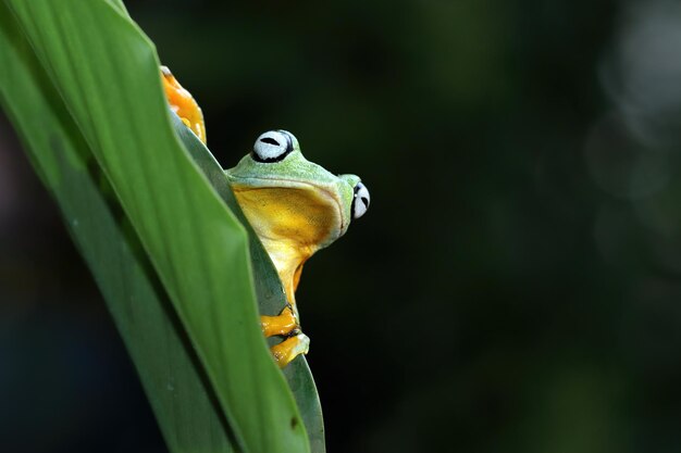 Rosto aproximado de sapo voador no ramo Imagem aproximada de sapo javanês rhacophorus reinwartii em folhas verdes