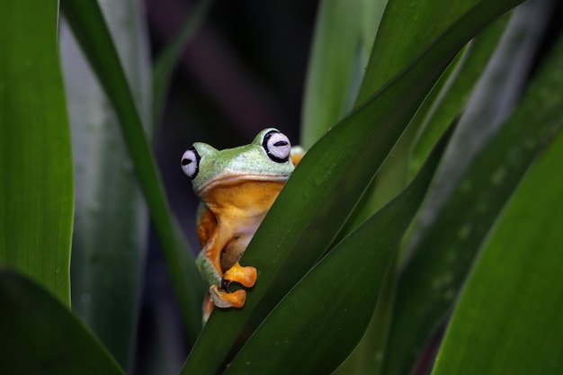 Rosto aproximado de sapo voador no ramo Imagem aproximada de sapo javanês rhacophorus reinwartii em folhas verdes