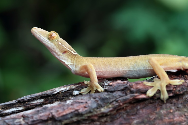Foto grátis rosto closeup de lagartixa de linha branca na madeira