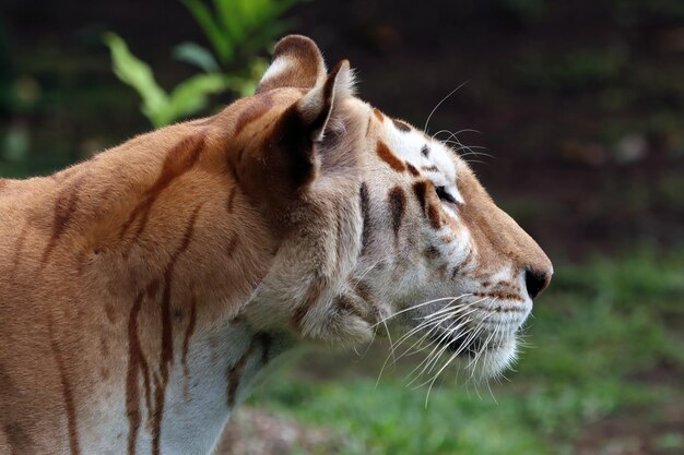 Rosto de close up de tigre malhado dourado Close up de tigre malhado dourado