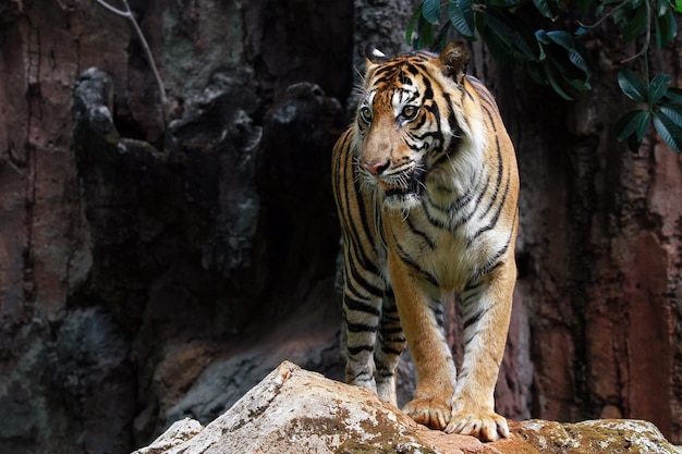 Foto grátis rosto de tigre sumatra