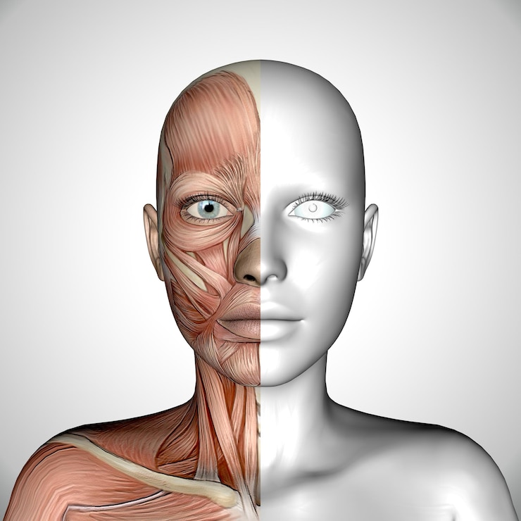 Foto grátis rosto feminino médico 3d com metade mostrando o mapa muscular