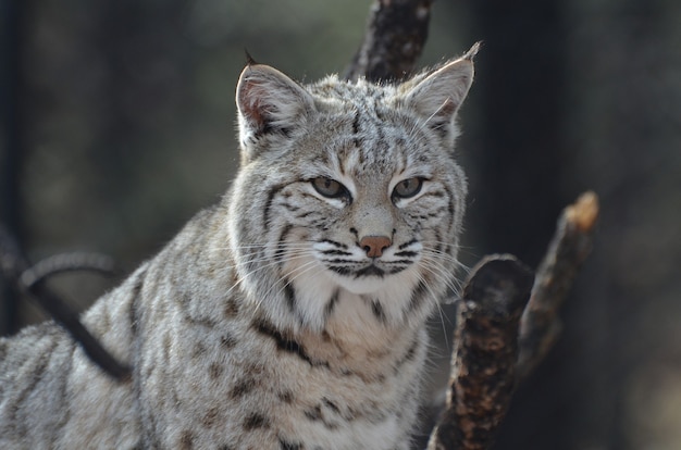 Rosto incrivelmente alerta de um lince canadense no deserto.