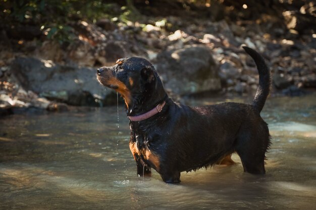 Rottweiler preto em um lago cercado por vegetação sob a luz do sol com um fundo desfocado