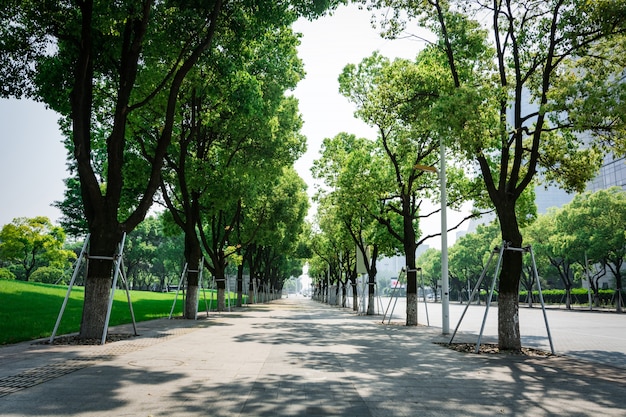 Rua com árvores