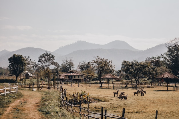 Rua tailândia, natureza