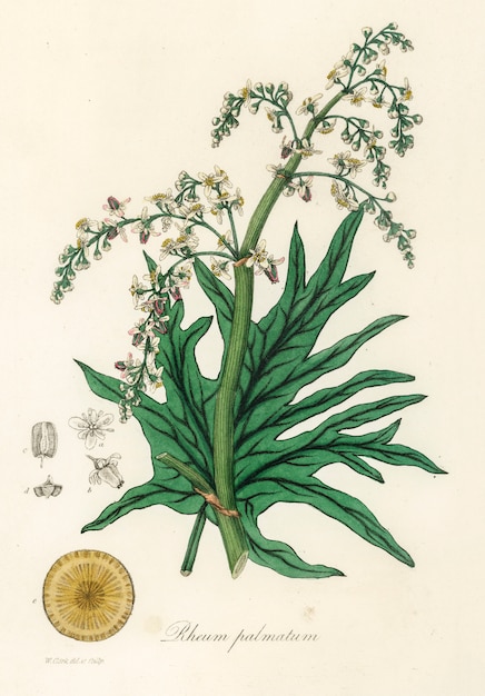 Ruibarbo chinês (rheum palmatum) ilustração de botânica médica (1836)