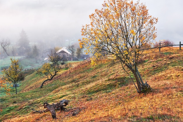 Árvore brilhante na encosta de uma colina com vigas ensolaradas no vale da montanha coberto de névoa.