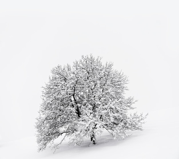 Árvore coberta de neve em solo coberto de neve