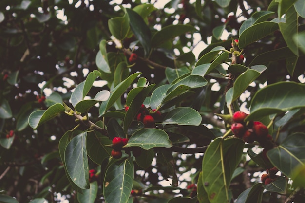 Árvore com frutos vermelhos brilhantes