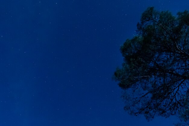 Árvore com fundo de noite estrelada