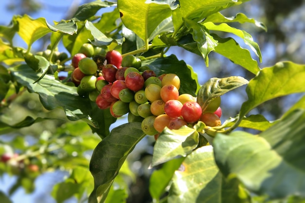 Árvore com pequenas frutas verdes e vermelhas