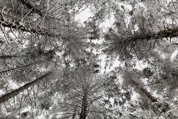 Árvore com tops de neve