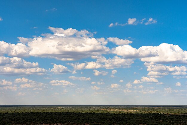Árvore da acácia com fundo do céu azul no parque nacional de Etosha, Namíbia. África do Sul