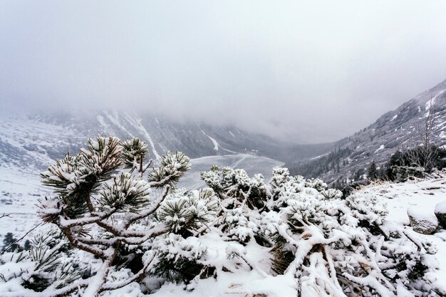 Árvore de abeto em uma colina de montanha coberta de neve