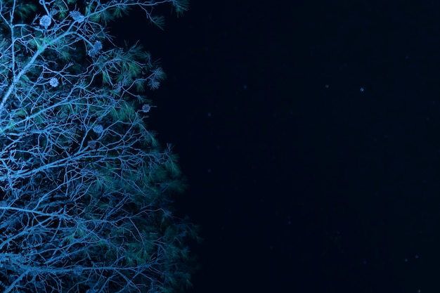 Árvore de baixo ângulo com céu noturno estrelado