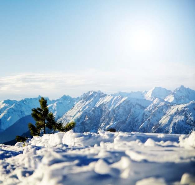 Árvore de pinho com montanhas nevadas